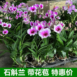 粉黛石斛兰盆栽带花苞，四季开花不断绿植，室内阳台花卉易养兰花植物