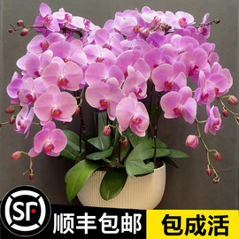 蝴蝶兰盆栽带花带花苞，花卉秋冬客厅，兰花大苗室内植物四季好养活