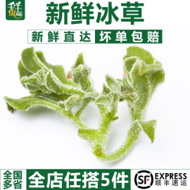 千牛优福新鲜冰草300g 冰菜非洲冰叶野菜沙拉蔬菜 凉拌冰草