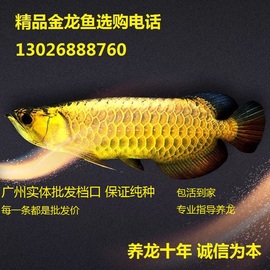 金龙鱼活鱼鱼苗蓝底高背金头过背，金龙水族大型龙鱼观赏鱼风水鱼