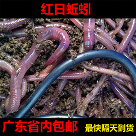 广东红日蚯蚓活饵特大号蚯蚓，鲜活红蚯蚓活体活蚯蚓，鱼野钓罗非饵料