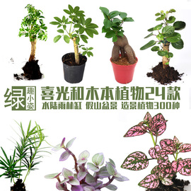 水陆雨林苔藓微景观瓶造景绿植木本喜阳背景彩叶小植物黄缘乌龟缸