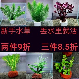 净水植物蜈蚣草增氧阴性绿菊淡水养龟鱼虾缸造景真水草套餐金鱼藻