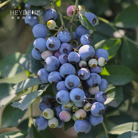 海蒂的花园蓝莓果，树苗盆栽北方南方庭院阳台，种植水果树小苗