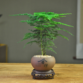 文竹盆栽植物室内客厅中式禅意盆景好养绿植办公室摆件创意花卉