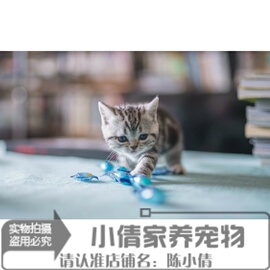 美短加白活体美国短毛猫，美短起司猫幼猫纯种，宠物猫咪繁育x