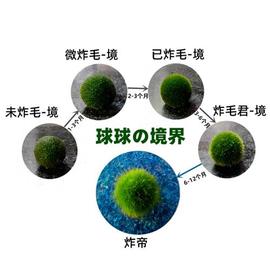 海藻球能量瓶微景观室内水培植物玻璃瓶创意迷你盆栽球藻水生绿植