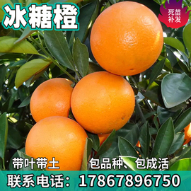 冰糖橙苗南北方庭院地栽种植特大嫁接甜橙子树苗，盆栽果苗当年结果