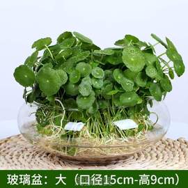 水养盆栽培绿植四季金钱懒人，带叶草籽好养植物铜钱室内草水花卉