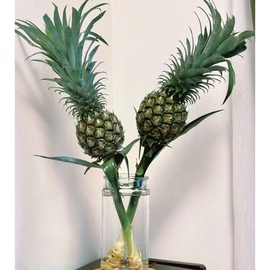 带杆水培绿色小菠萝黑凤梨，可食用长花期创意水养植物云南直发