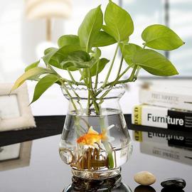 玻璃花瓶水培绿萝简约创意水培植物花盆透明容器水养绿萝插花容器