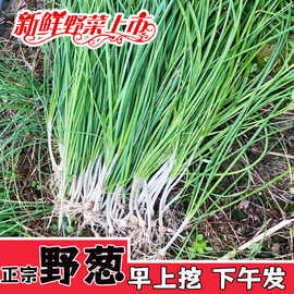 贵州野葱新鲜野葱野蒜小根蒜野胡葱薤白香葱野菜小葱现挖现卖大葱