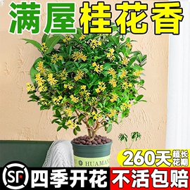 桂花树苗四季桂盆栽可食用开花不断室内阳台庭院浓香型花卉植物