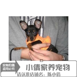 只售家养聪明可爱的小鹿犬幼犬活体宠物狗公母都有可上门挑选x