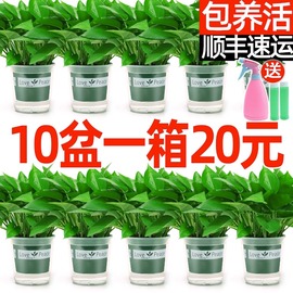 绿萝盆栽花卉植物室内新房家用吸除甲醛，长藤垂吊水培绿植大叶绿箩