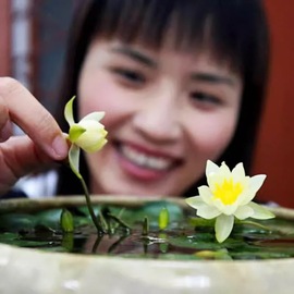 微型睡莲迷你小睡莲花鱼缸可养殖根块根茎带芽四季花盆栽水培植物