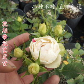 灌木月季花苗大苗带花阳台盆栽花卉庭院地栽盆栽玫瑰四季开花植物