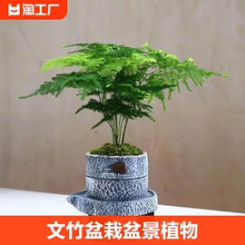 文竹盆栽盆景植物室内水培植物，花客厅桌面办公室绿植好养房间招财