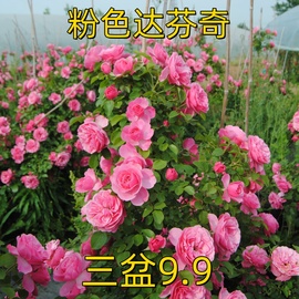 粉色达芬奇藤本月季花苗盆栽特大花浓香四季阳台庭院花卉植物粉达