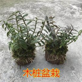 铁皮石斛苗2年苗8-9颗正宗铁皮石斛盆栽红杆绿植室内种苗