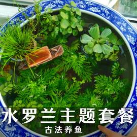 水罗兰水草古法养鱼造景材料水族箱淡水水培后景阴性草微景观植物