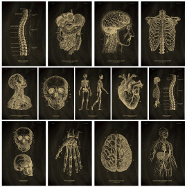 人体医学结构图鉴海报复古牛皮纸墙壁贴纸宿舍酒吧装饰画背景