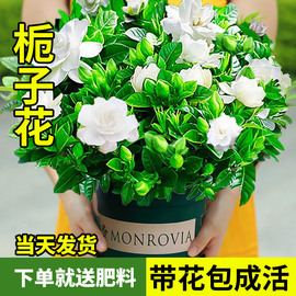 栀子花盆栽花卉绿植室内四季开花水培植物茉莉花，清香木金钻好养活