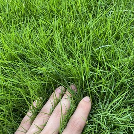 黑麦草种子子矮生四季青护坡牧地毯草草皮种籽2麦迪草坪草籽草籽