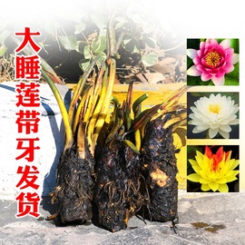 睡莲水培植物四季水养，水莲花苗耐寒大睡莲根，块荷花睡莲带花苞