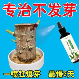 巴西木营养液专用肥料幸运木，水培促爆芽防黄叶，四季生根液体肥