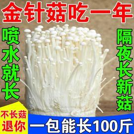 冬天新鲜家庭自种生金针菇菌包室内白菌种种植懒人蘑菇菌棒可食用