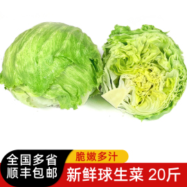 球生菜20斤新鲜蔬菜沙拉食材西餐，汉堡用圆生菜，球型西生菜