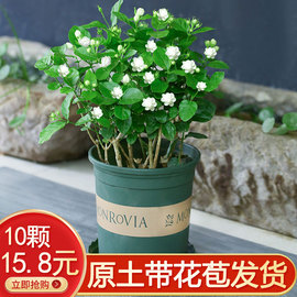 虎头茉莉花盆栽重瓣花苗，浓香型带花苞室内花，四季花卉植物当年开花