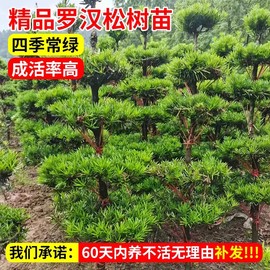 罗汉松树苗盆景小叶雀舌室外庭院地栽盆栽大树造型树桩名贵绿化苗