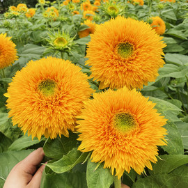 复瓣玩具熊向日葵种子观赏矮向花阳台盆栽春夏秋四季播籽花卉食用