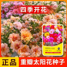 重瓣太阳花种子室内外阳台盆栽植物花卉易活四季播种开花野花种籽