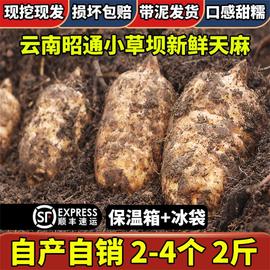 清洗真空包装云南昭通新鲜天麻3斤仿野生特级种植小草坝乌天麻