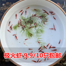 极火虾红虾工具虾，草虾淡水观赏虾宠物虾