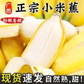 正宗广西小米蕉香蕉新鲜10水果整箱斤当季小香蕉自然熟苹果蕉入口