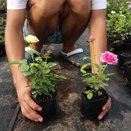 月季花苗爬藤开花植物特大花卉，盆栽绿植四季玫瑰，果汁阳台藤本蔷薇