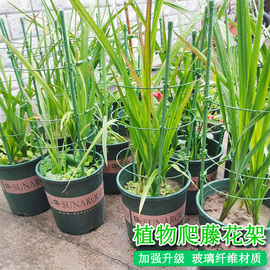 攀爬绿萝盆栽室内花架铁线莲月季爬藤架子花支架防倒植物支架托架