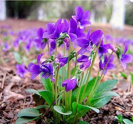 紫花地丁种子春秋易种园林绿化工程景观花海室外庭院阳台花卉种子