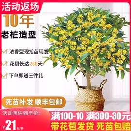 四季桂花树苗盆栽浓香型花卉，绿植室内阳台，好养开花不断日香桂盆景