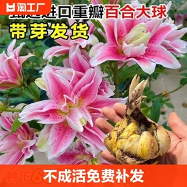 百合种球绿植盆栽香水花卉花苗植物室内四季开花好养易活桌面种植