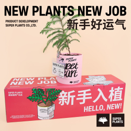 超级植物新手入植南洋杉罗汉松客厅桌面绿植盆栽入职礼物创意礼物