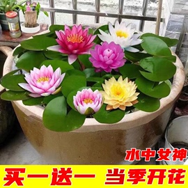 大睡莲苗盆栽根块池塘水养荷花四季水培植物莲花花卉睡莲根茎