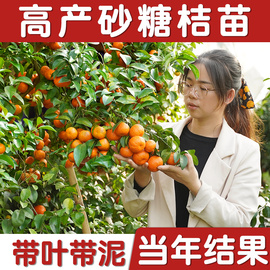 沙糖桔子树苗南北方种植沃柑皇帝柑橘子盆栽嫁接水果正宗地砂脐橙