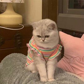 彩条猫咪衣服春夏季蓝猫英短布偶比熊泰迪衣服宠物狗狗薄款