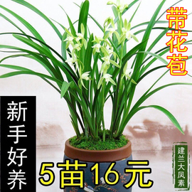 兰花盆栽建兰四季兰大凤素夏秋带花苞客厅花卉植物室内花好养活