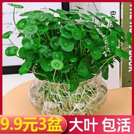 铜钱草水培植物鱼缸大叶水栽水养绿植金钱草小水草客厅室内外花卉